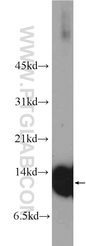 Western Blot (WB) analysis of mouse brain tissue using COX5A Polyclonal antibody (11448-1-AP)