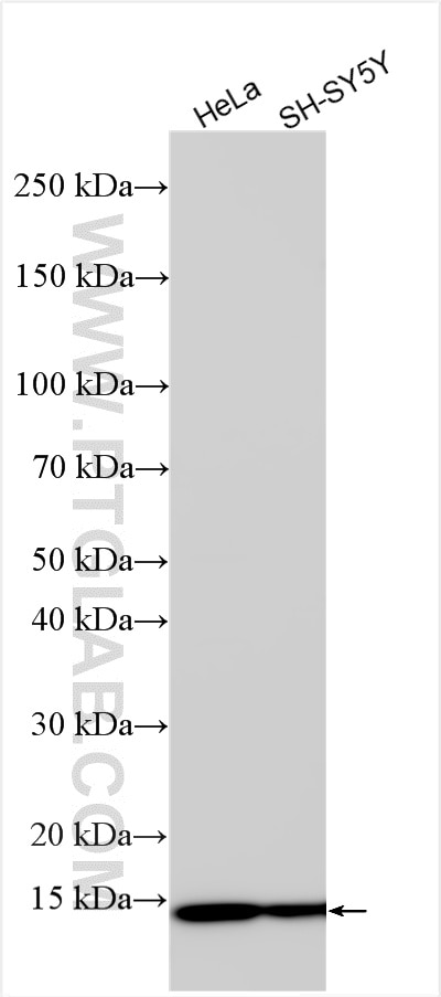 Western Blot (WB) analysis of various lysates using COX5A Polyclonal antibody (11448-1-AP)