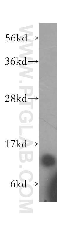 Western Blot (WB) analysis of human liver tissue using COX5A Polyclonal antibody (11448-1-AP)