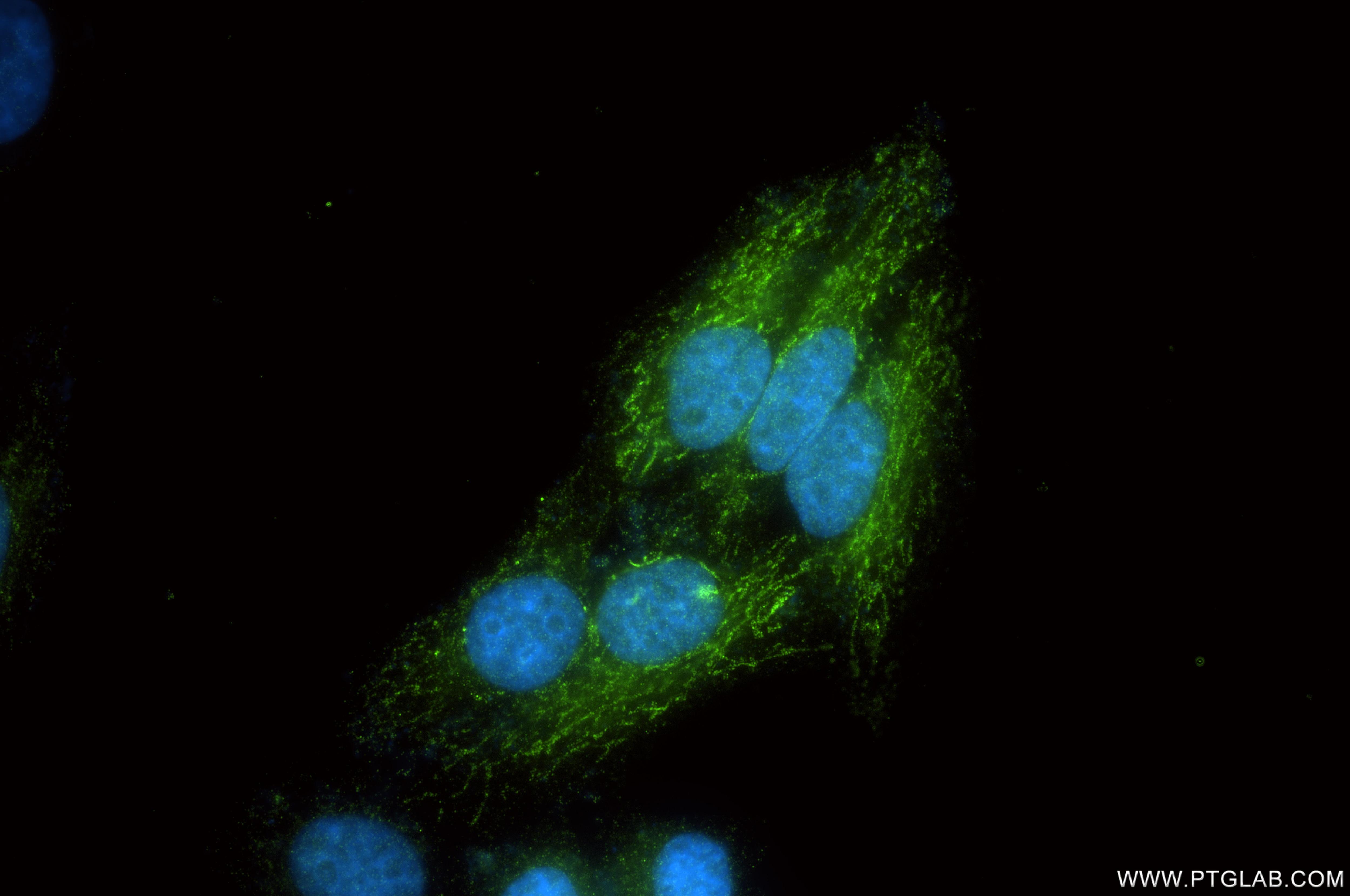 Immunofluorescent analysis of (4% PFA) fixed HepG2 cells using COX5A antibody (86938-1-RR, Clone: 251697F7 ) at dilution of 1:500 and CoraLite®488-Conjugated Goat Anti-Rabbit IgG(H+L) (SA00013-2). This data was developed using the same antibody clone with 86938-1-PBS in a different storage buffer formulation. Immunofluorescence (IF) / fluorescent staining of HepG2 cells using COX5A Recombinant monoclonal antibody (86938-1-RR)