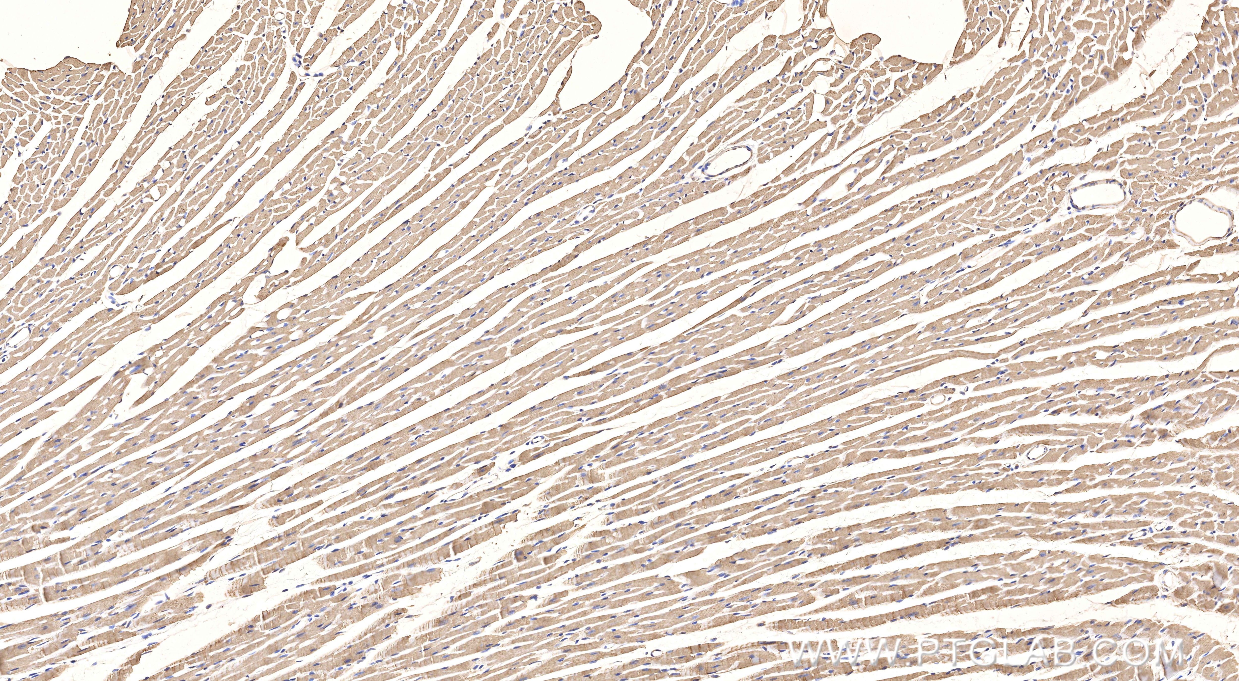 Immunohistochemical analysis of paraffin-embedded mouse heart tissue slide using 86938-1-RR (COX5A antibody) at dilution of 1:1000 (under 10x lens). Heat mediated antigen retrieval with Tris-EDTA buffer (pH 9.0). This data was developed using the same antibody clone with 86938-1-PBS in a different storage buffer formulation. Immunohistochemistry (IHC) staining of mouse heart tissue using COX5A Recombinant monoclonal antibody (86938-1-RR)