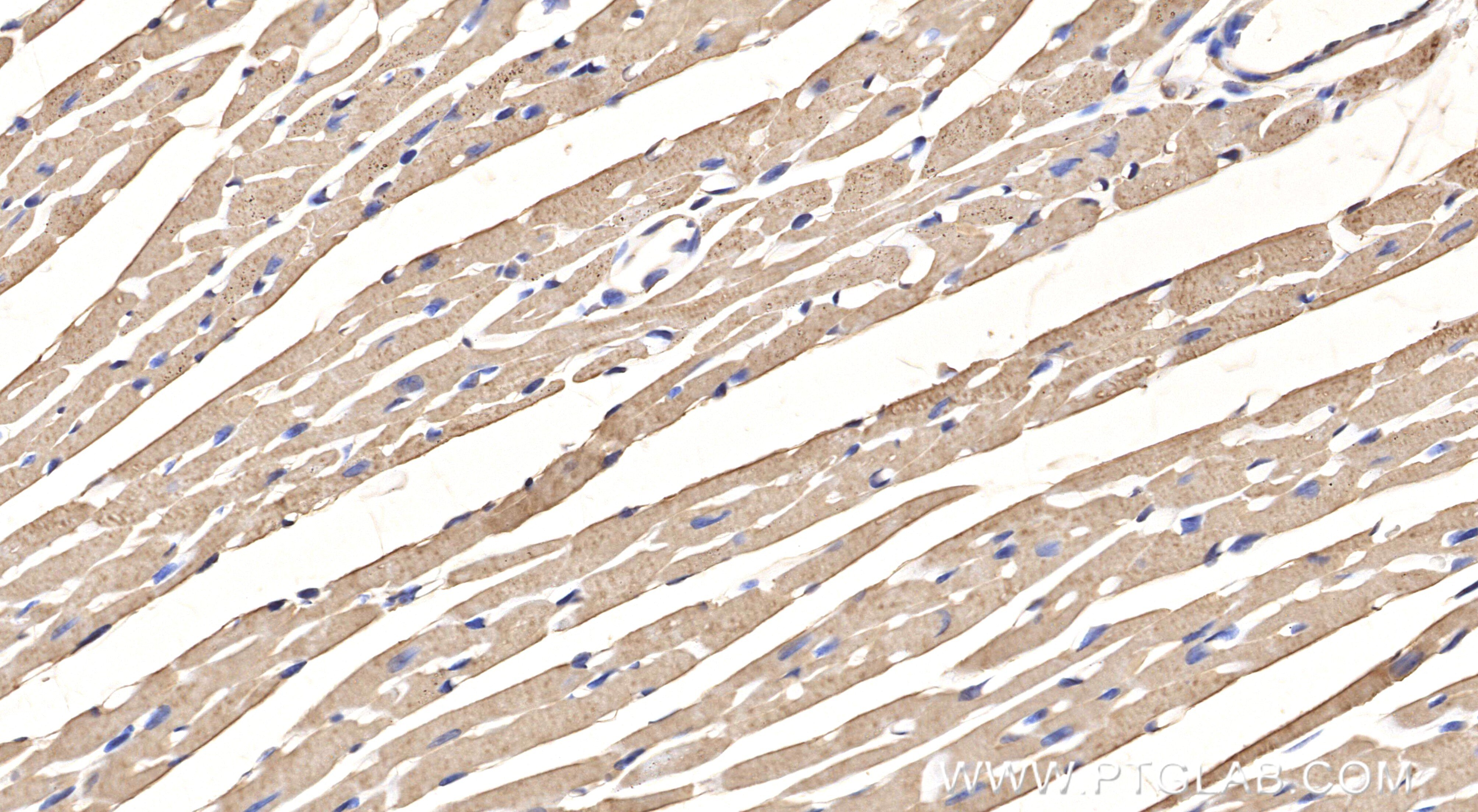 Immunohistochemical analysis of paraffin-embedded mouse heart tissue slide using 86938-1-RR (COX5A antibody) at dilution of 1:1000 (under 40x lens). Heat mediated antigen retrieval with Tris-EDTA buffer (pH 9.0). This data was developed using the same antibody clone with 86938-1-PBS in a different storage buffer formulation. Immunohistochemistry (IHC) staining of mouse heart tissue using COX5A Recombinant monoclonal antibody (86938-1-RR)