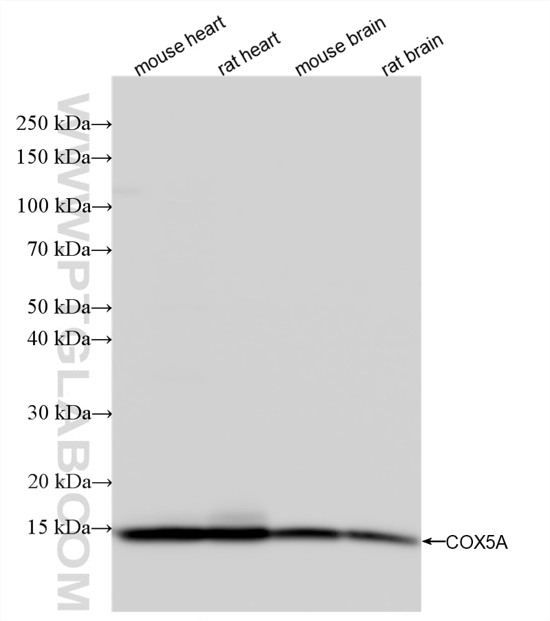 Various lysates were subjected to SDS PAGE followed by western blot with 86938-1-RR (COX5A antibody) at dilution of 1:10000 incubated at room temperature for 1.5 hours. This data was developed using the same antibody clone with 86938-1-PBS in a different storage buffer formulation. Western Blot (WB) analysis of various lysates using COX5A Recombinant monoclonal antibody (86938-1-RR)