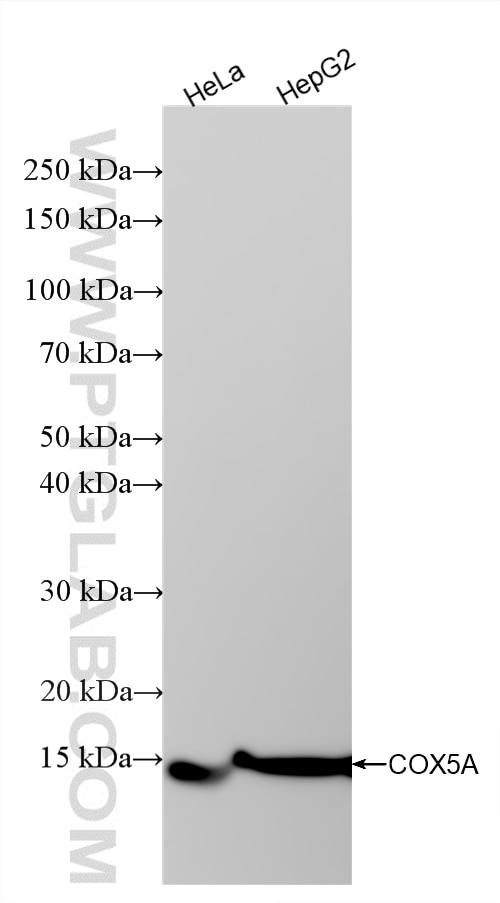 Various lysates were subjected to SDS PAGE followed by western blot with 86938-1-RR (COX5A antibody) at dilution of 1:10000 incubated at room temperature for 1.5 hours. This data was developed using the same antibody clone with 86938-1-PBS in a different storage buffer formulation. Western Blot (WB) analysis of various lysates using COX5A Recombinant monoclonal antibody (86938-1-RR)