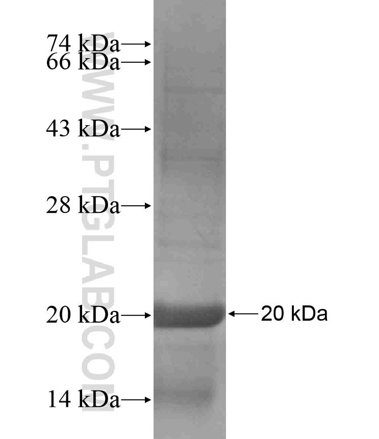 COX5A fusion protein Ag17964 SDS-PAGE