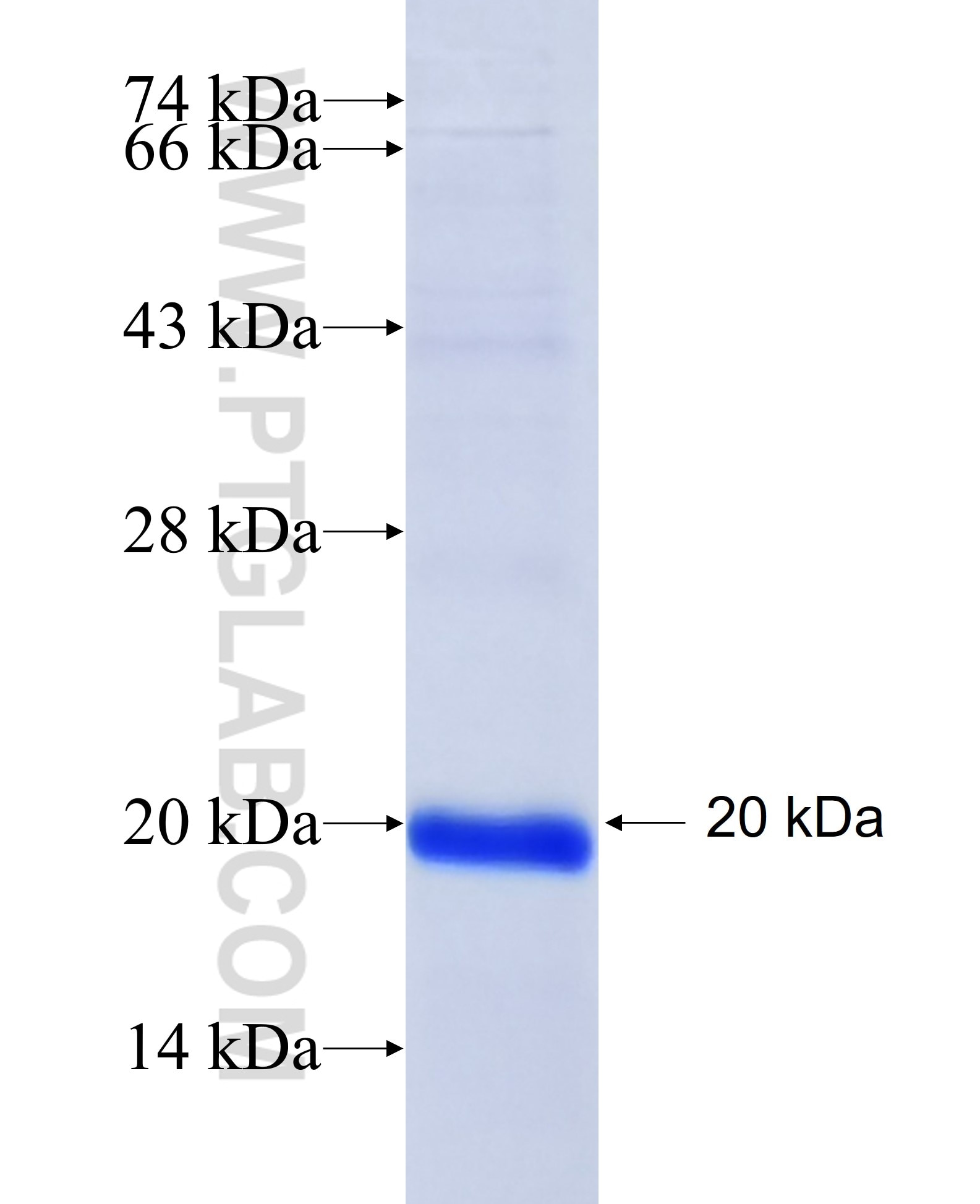 COX5A fusion protein Ag17964 SDS-PAGE