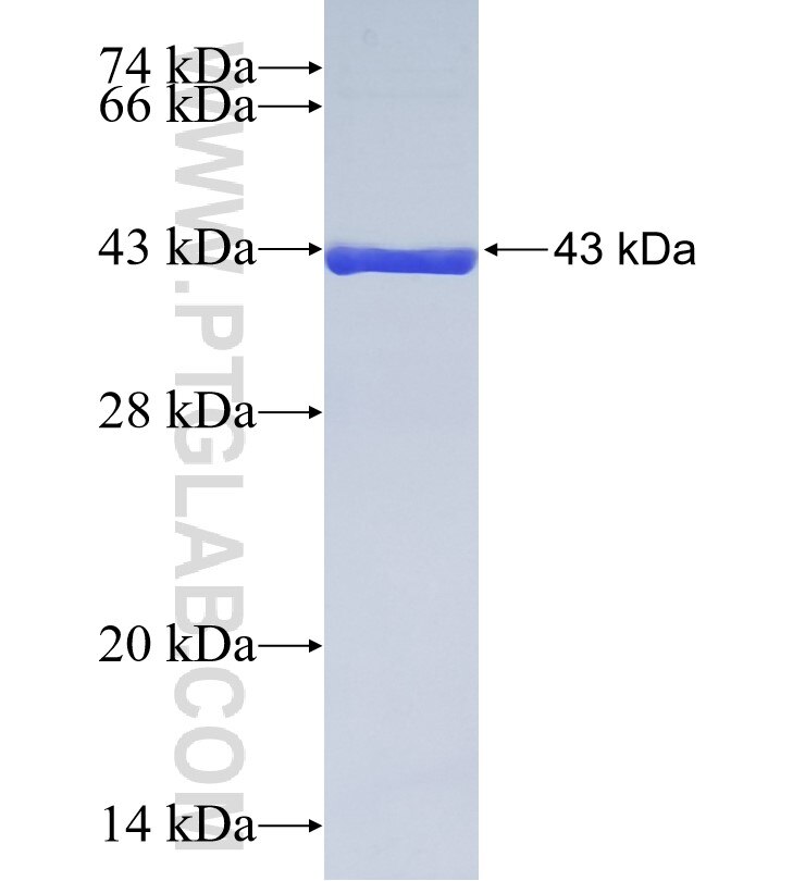 COX5A fusion protein Ag2005 SDS-PAGE