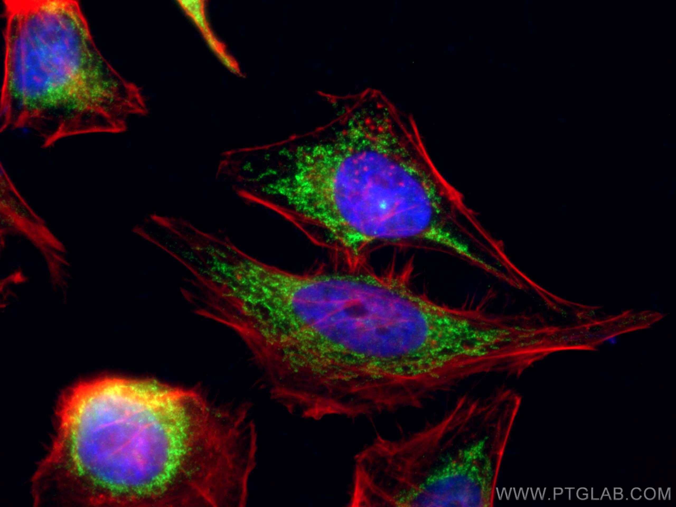 Immunofluorescence (IF) / fluorescent staining of HeLa cells using COX5B Polyclonal antibody (11418-2-AP)