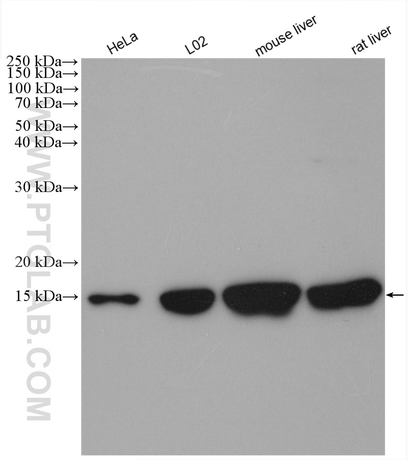 Western Blot (WB) analysis of various lysates using COX5B Polyclonal antibody (11418-2-AP)