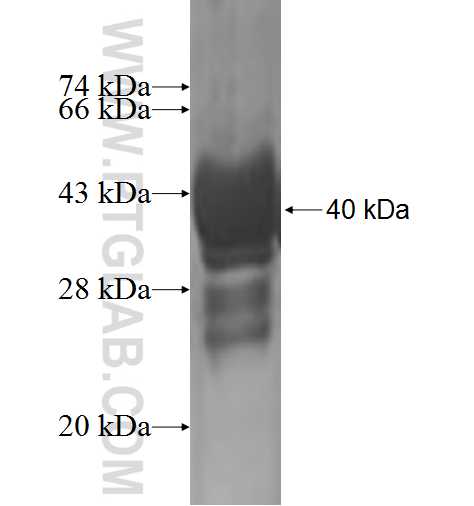 COX5B fusion protein Ag1986 SDS-PAGE