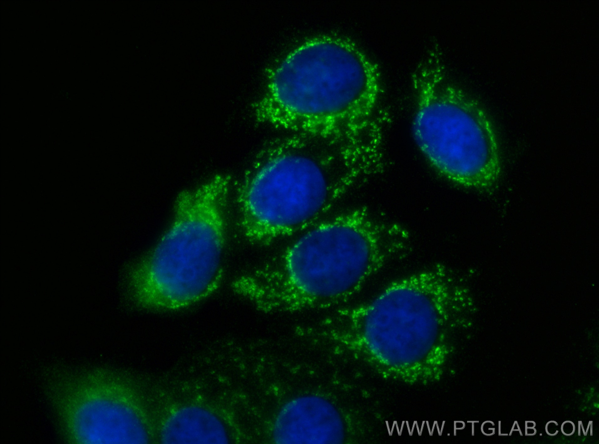 Immunofluorescence (IF) / fluorescent staining of MCF-7 cells using COX6A1 Polyclonal antibody (11460-1-AP)