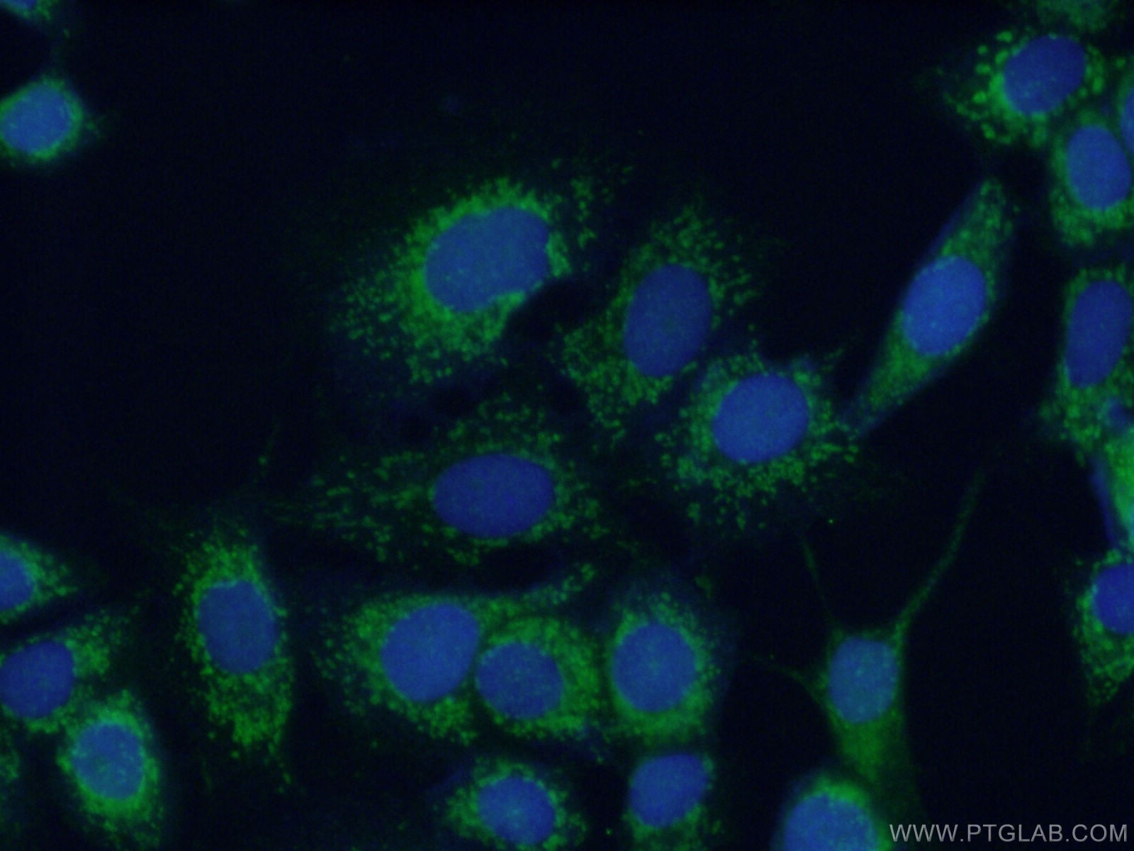 Immunofluorescence (IF) / fluorescent staining of MCF-7 cells using COX6A1 Polyclonal antibody (11460-1-AP)