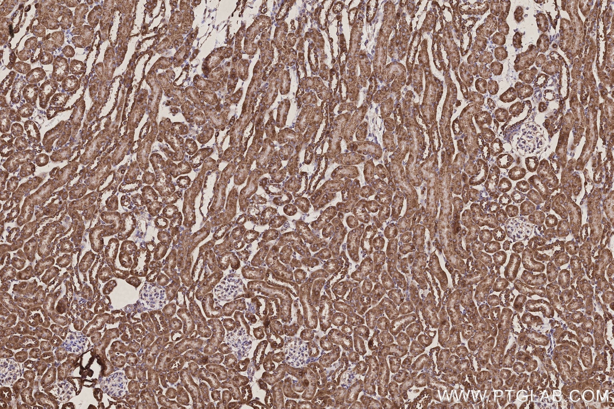 Immunohistochemistry (IHC) staining of mouse kidney tissue using COX6A1 Polyclonal antibody (11460-1-AP)