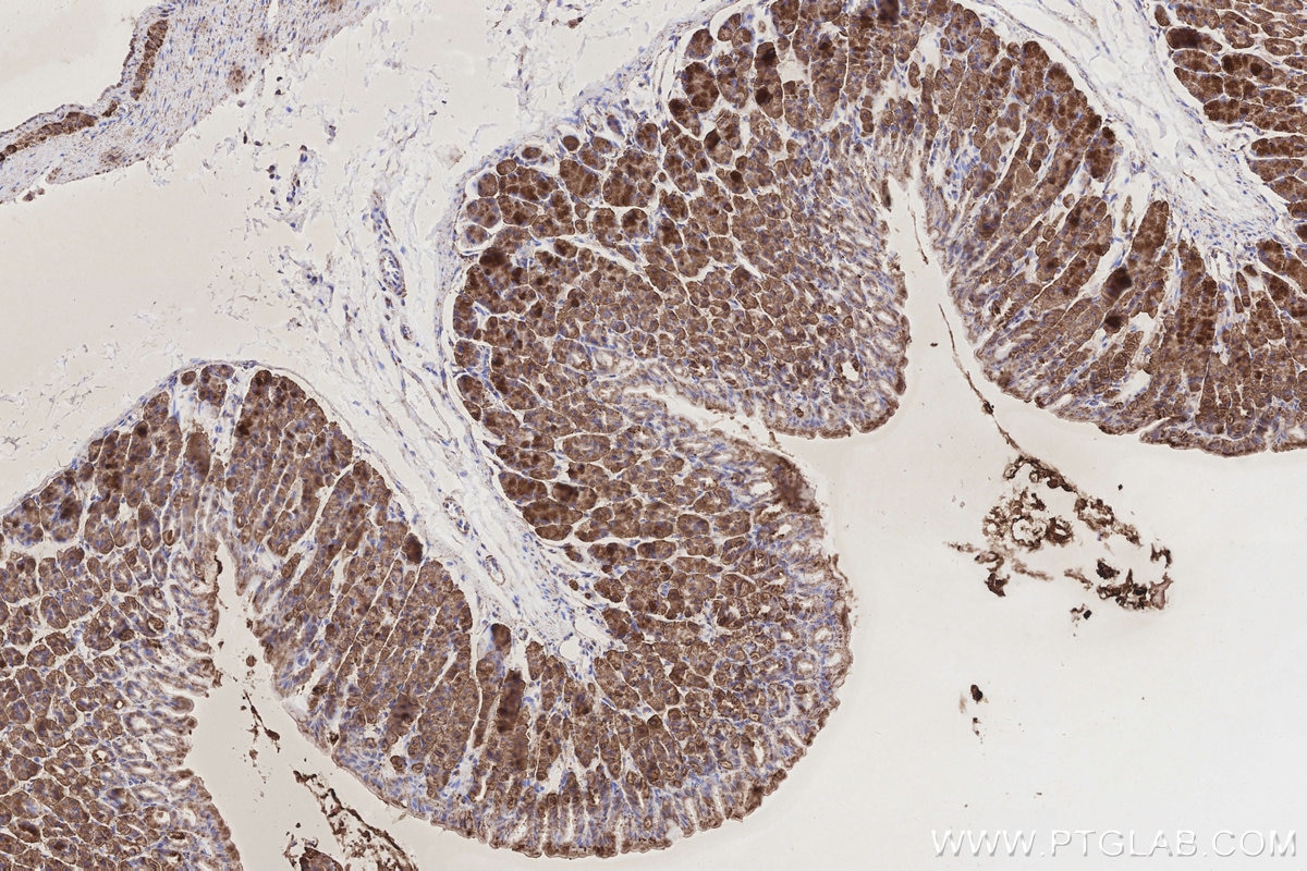 Immunohistochemistry (IHC) staining of mouse stomach tissue using COX6A1 Polyclonal antibody (11460-1-AP)