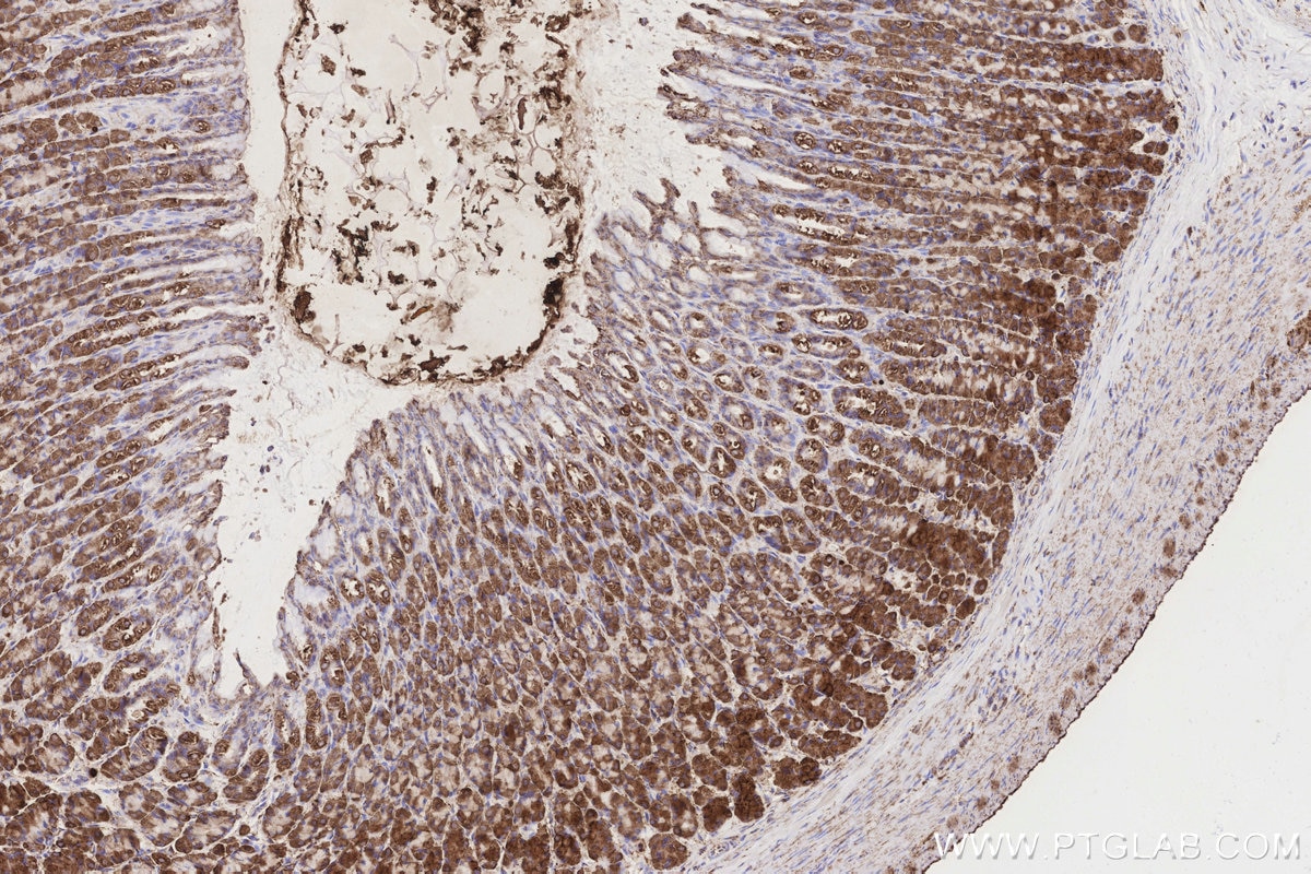 Immunohistochemistry (IHC) staining of rat stomach tissue using COX6A1 Polyclonal antibody (11460-1-AP)