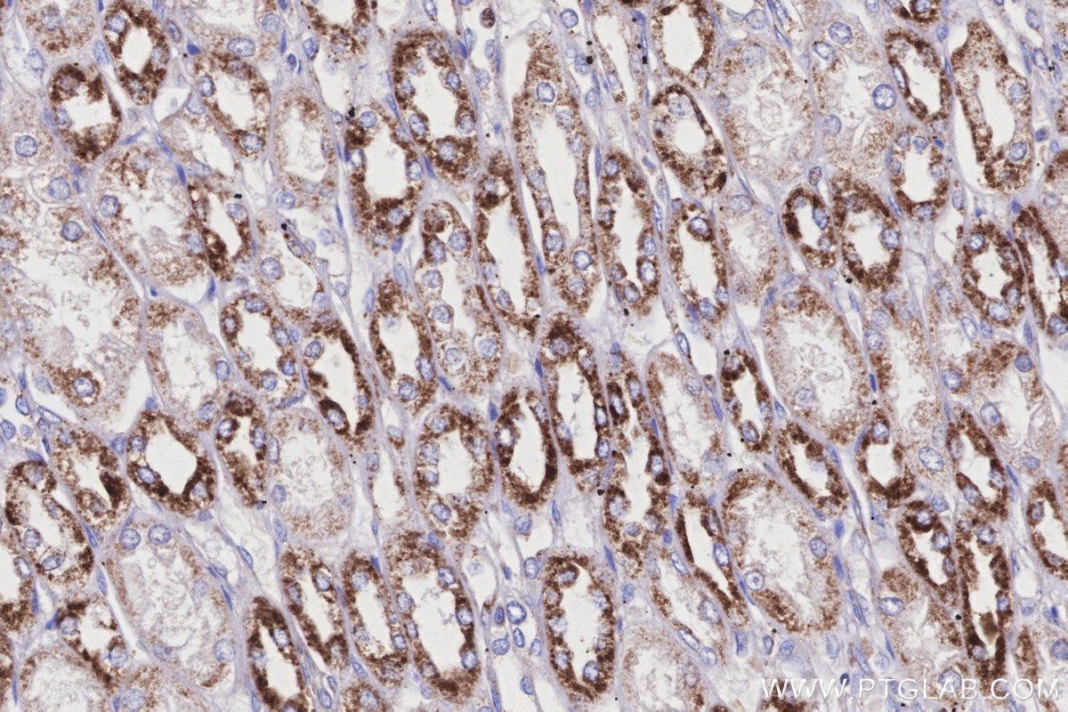 Immunohistochemistry (IHC) staining of human kidney tissue using COX6A1 Polyclonal antibody (11460-1-AP)