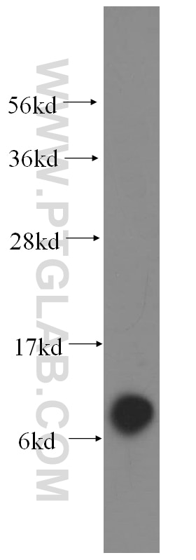 Western Blot (WB) analysis of NIH/3T3 cells using COX6A1 Polyclonal antibody (11460-1-AP)