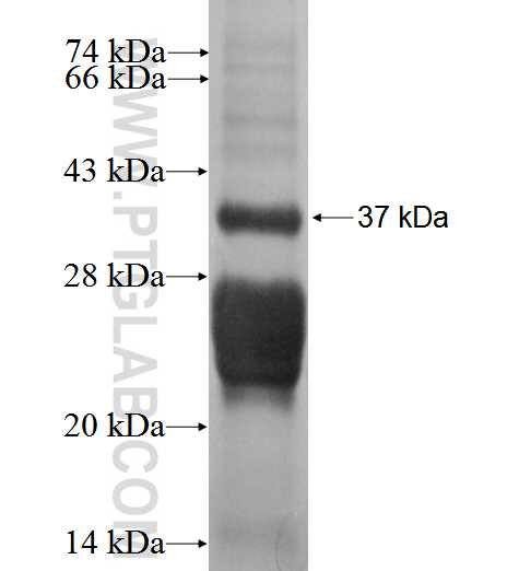 COX6A2 fusion protein Ag1985 SDS-PAGE