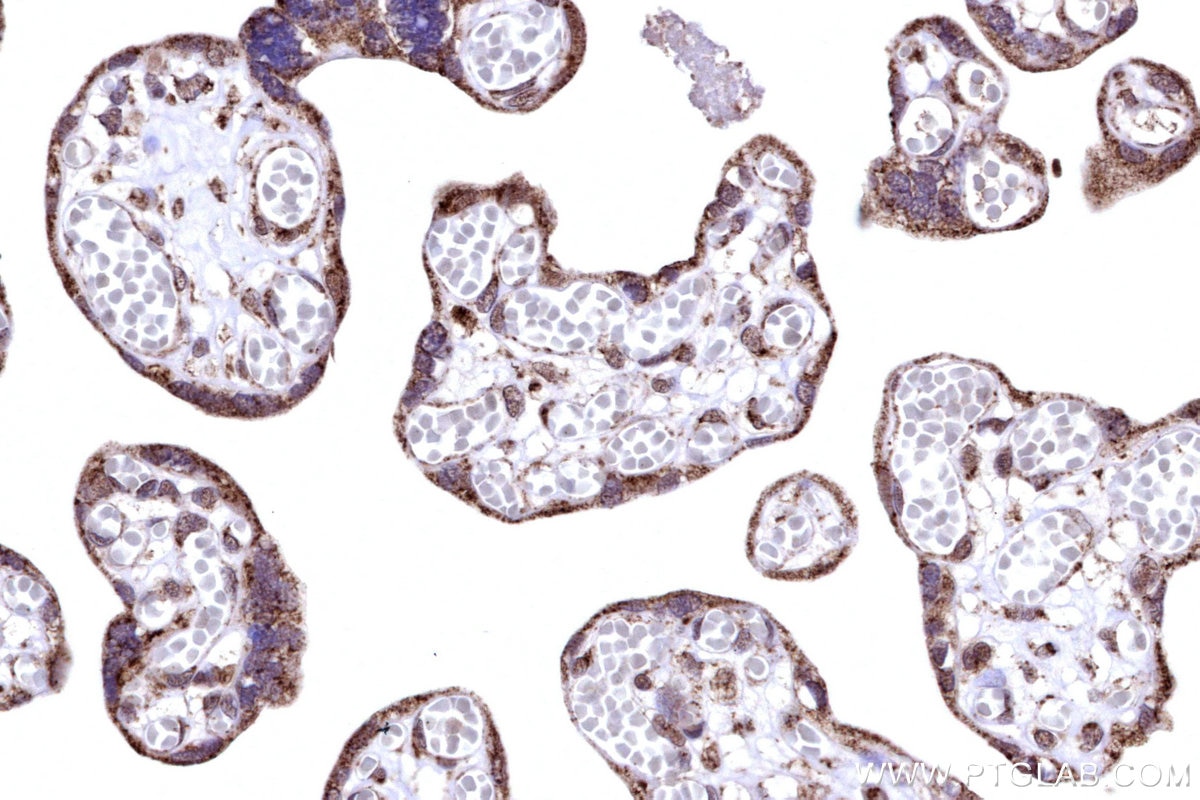 Immunohistochemistry (IHC) staining of human placenta tissue using COX6B1 Polyclonal antibody (11425-1-AP)
