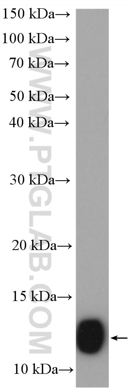 Western Blot (WB) analysis of Caco-2 cells using COX6B1 Polyclonal antibody (11425-1-AP)