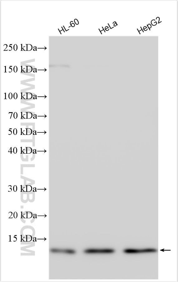 Western Blot (WB) analysis of various lysates using COX6B1 Polyclonal antibody (11425-1-AP)