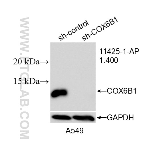 Western Blot (WB) analysis of A549 cells using COX6B1 Polyclonal antibody (11425-1-AP)