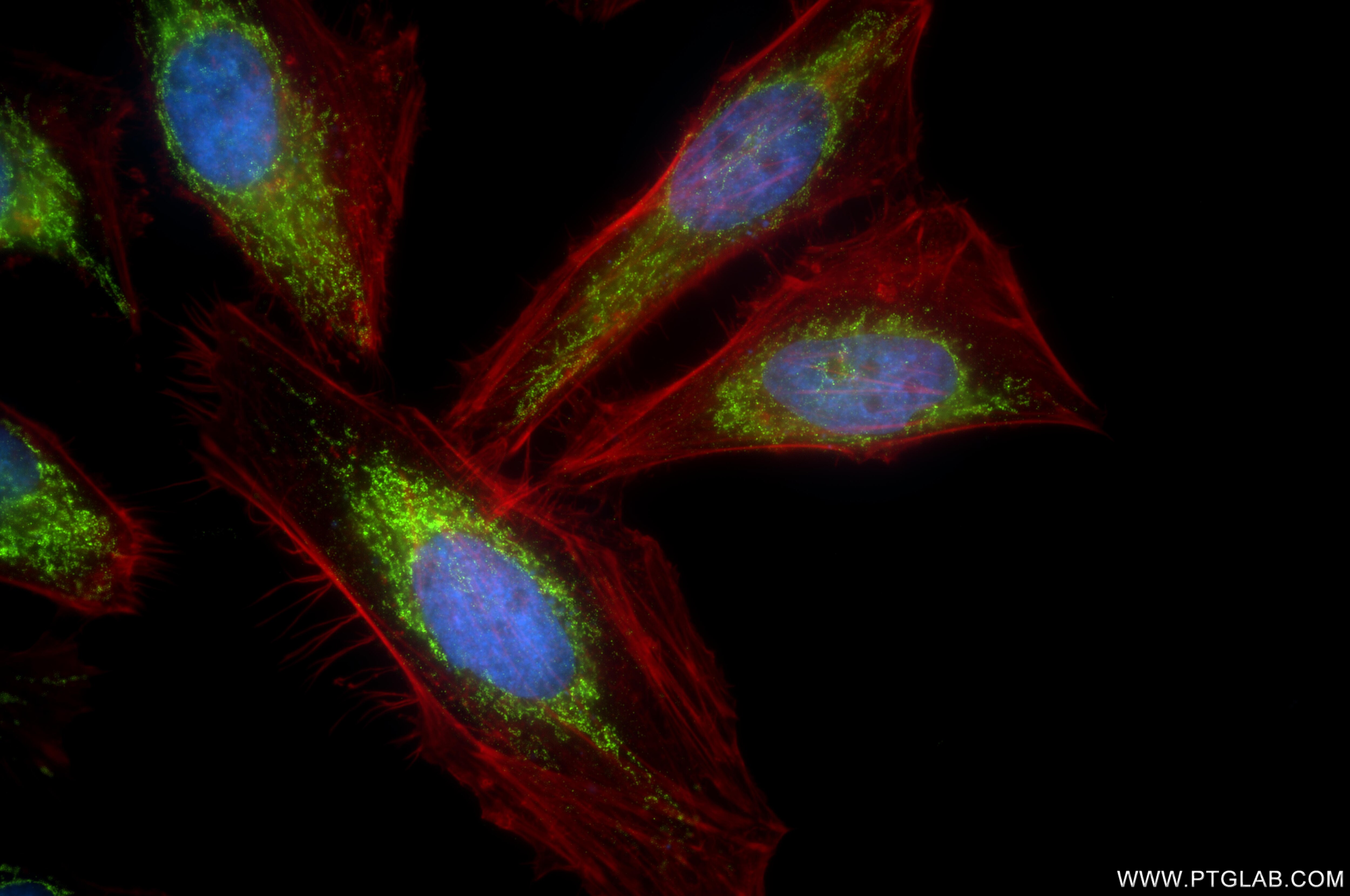 Immunofluorescence (IF) / fluorescent staining of HeLa cells using COX6B1 Recombinant monoclonal antibody (86783-3-RR)