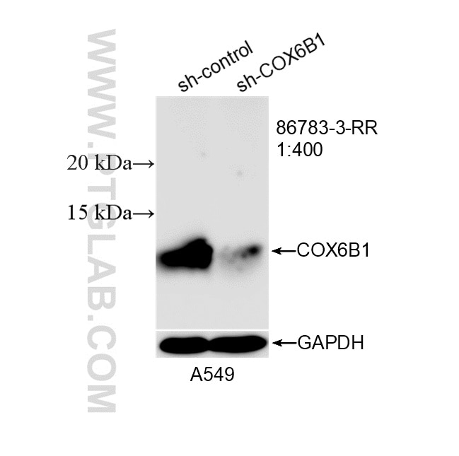 Western Blot (WB) analysis of A549 cells using COX6B1 Recombinant monoclonal antibody (86783-3-RR)