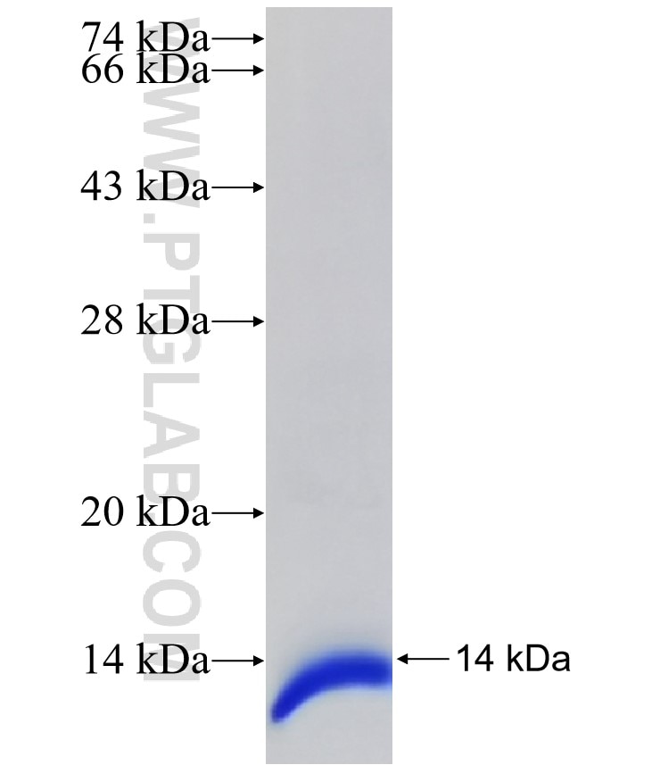 COX6B1 fusion protein Ag32903 SDS-PAGE COX6B1 fusion protein Ag32903 SDS-PAGE
