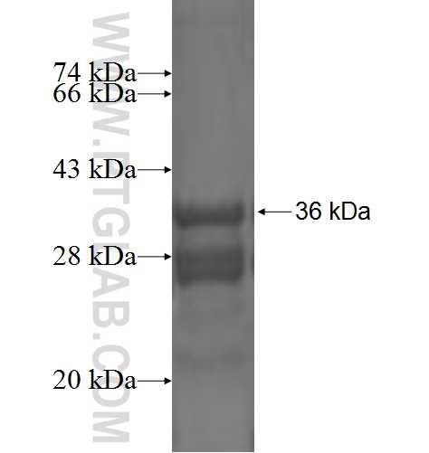 COX6B1 fusion protein Ag1984 SDS-PAGE