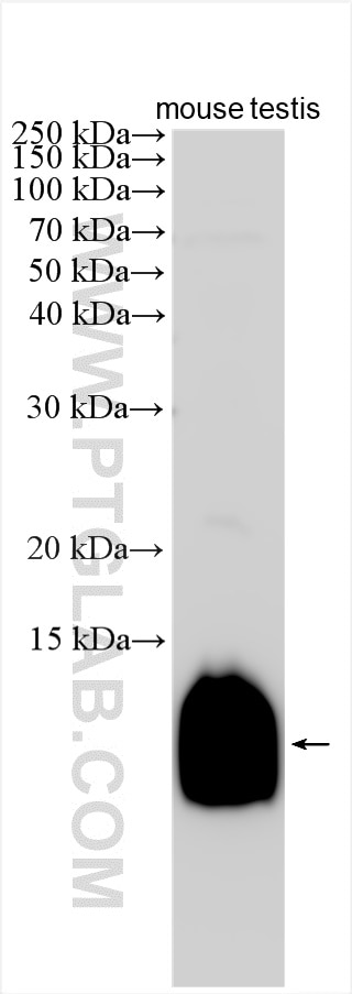 Western Blot (WB) analysis of various lysates using COX6B2 Polyclonal antibody (11437-1-AP)