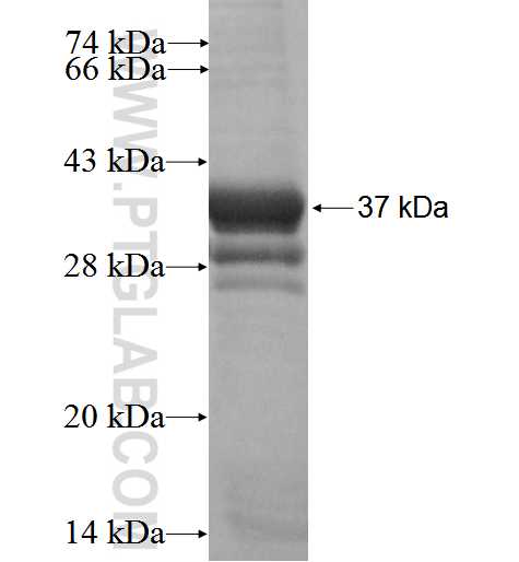 COX6B2 fusion protein Ag1983 SDS-PAGE