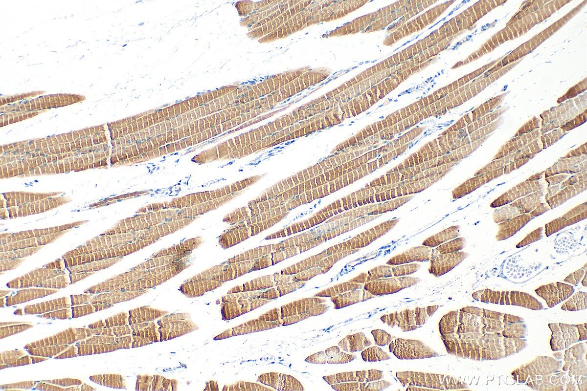 Immunohistochemistry (IHC) staining of mouse skeletal muscle tissue using COX6C Polyclonal antibody (11429-2-AP)