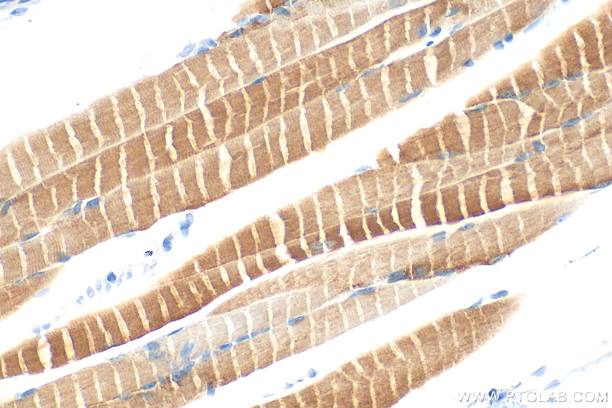 Immunohistochemistry (IHC) staining of mouse skeletal muscle tissue using COX6C Polyclonal antibody (11429-2-AP)