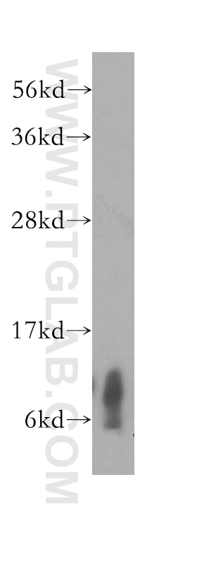 Western Blot (WB) analysis of human heart tissue using COX6C Polyclonal antibody (11429-2-AP)