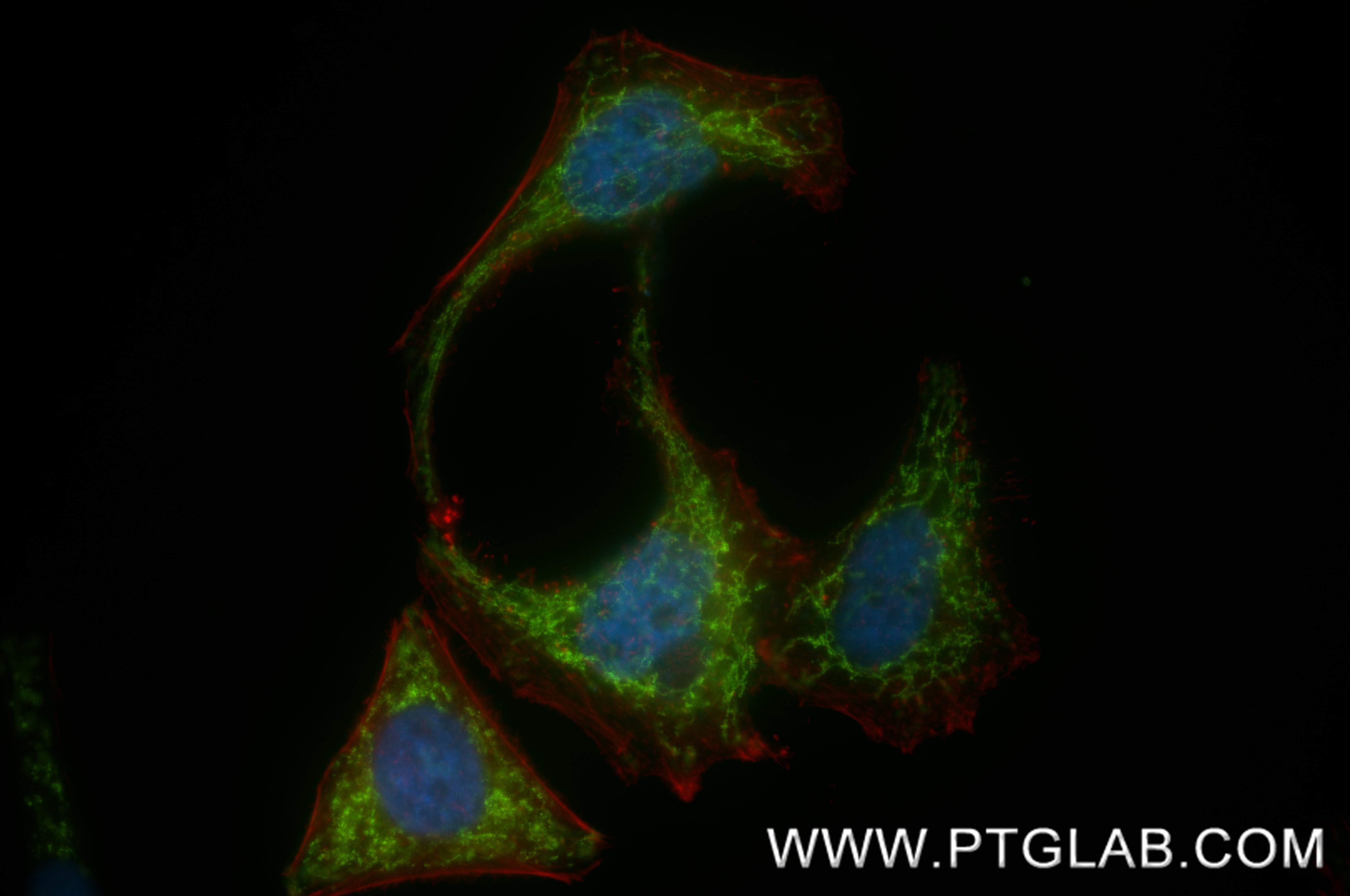 IF Staining of HepG2 using 86818-2-RR (same clone as 86818-2-PBS) Immunofluorescence (IF) / fluorescent staining of HepG2 cells using COX6C Recombinant monoclonal antibody (86818-2-RR)