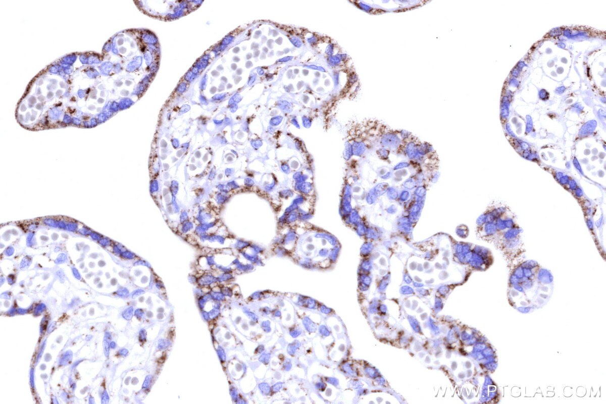 Immunohistochemistry (IHC) staining of human placenta tissue using COX6C Recombinant monoclonal antibody (86818-2-RR)