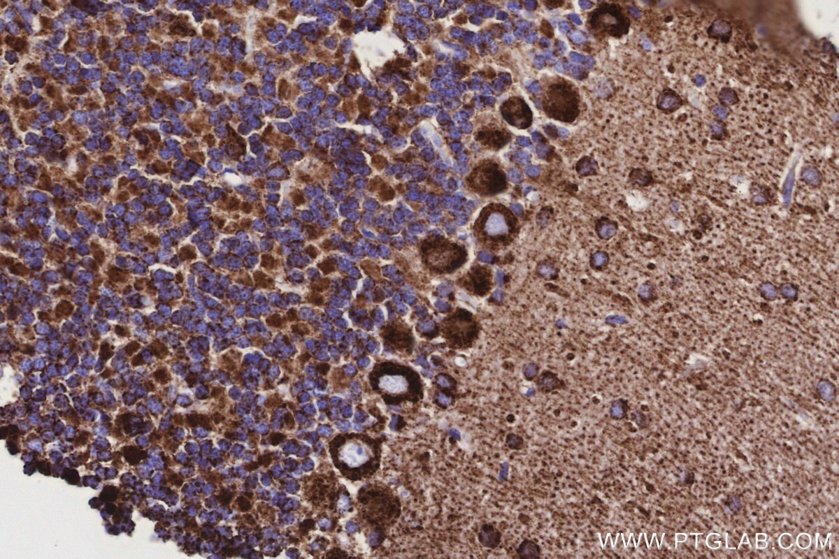Immunohistochemistry (IHC) staining of rat cerebellum tissue using COX6C Recombinant monoclonal antibody (86818-2-RR)