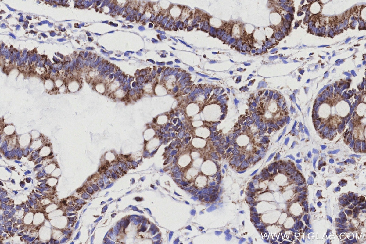 Immunohistochemistry (IHC) staining of rat small intestine tissue using COX6C Recombinant monoclonal antibody (86818-2-RR)