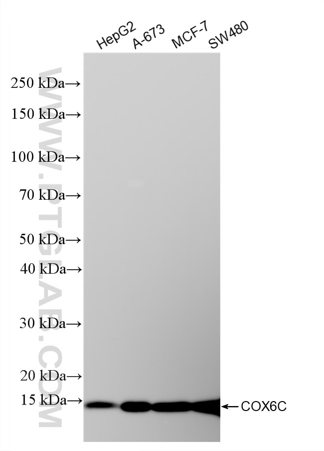 Western Blot (WB) analysis of various lysates using COX6C Recombinant monoclonal antibody (86818-2-RR)
