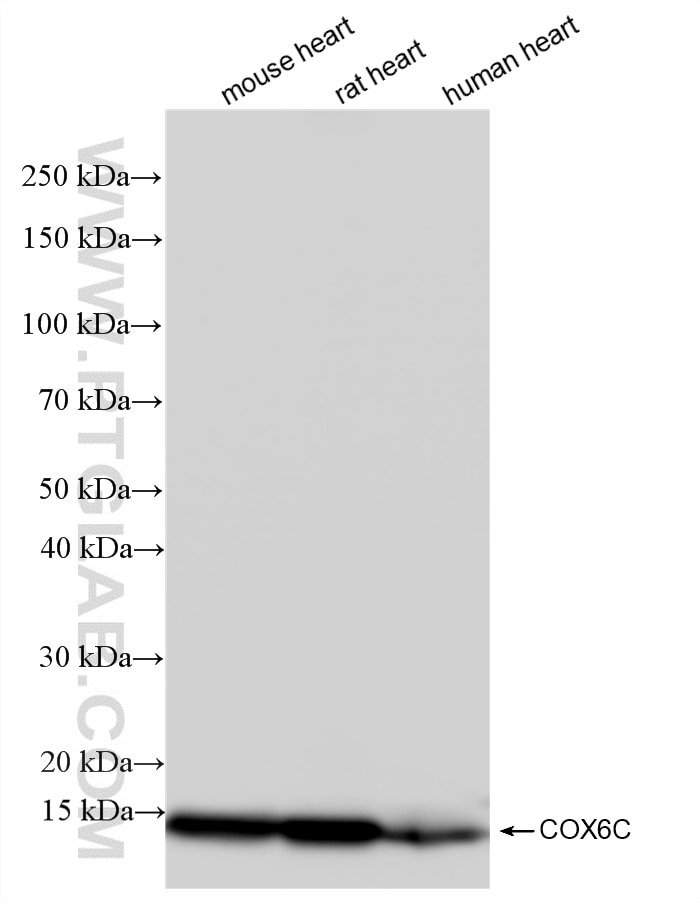Western Blot (WB) analysis of various lysates using COX6C Recombinant monoclonal antibody (86818-2-RR)