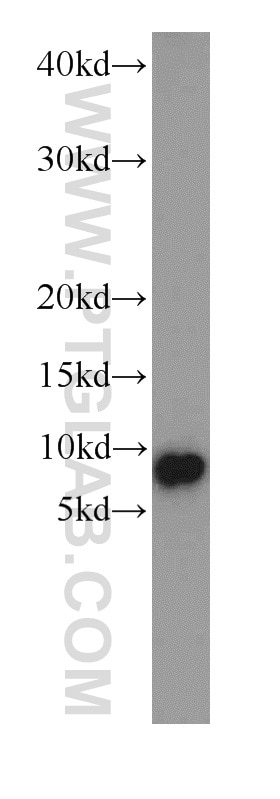 Western Blot (WB) analysis of mouse heart tissue using COX7A1 Polyclonal antibody (11413-1-AP)