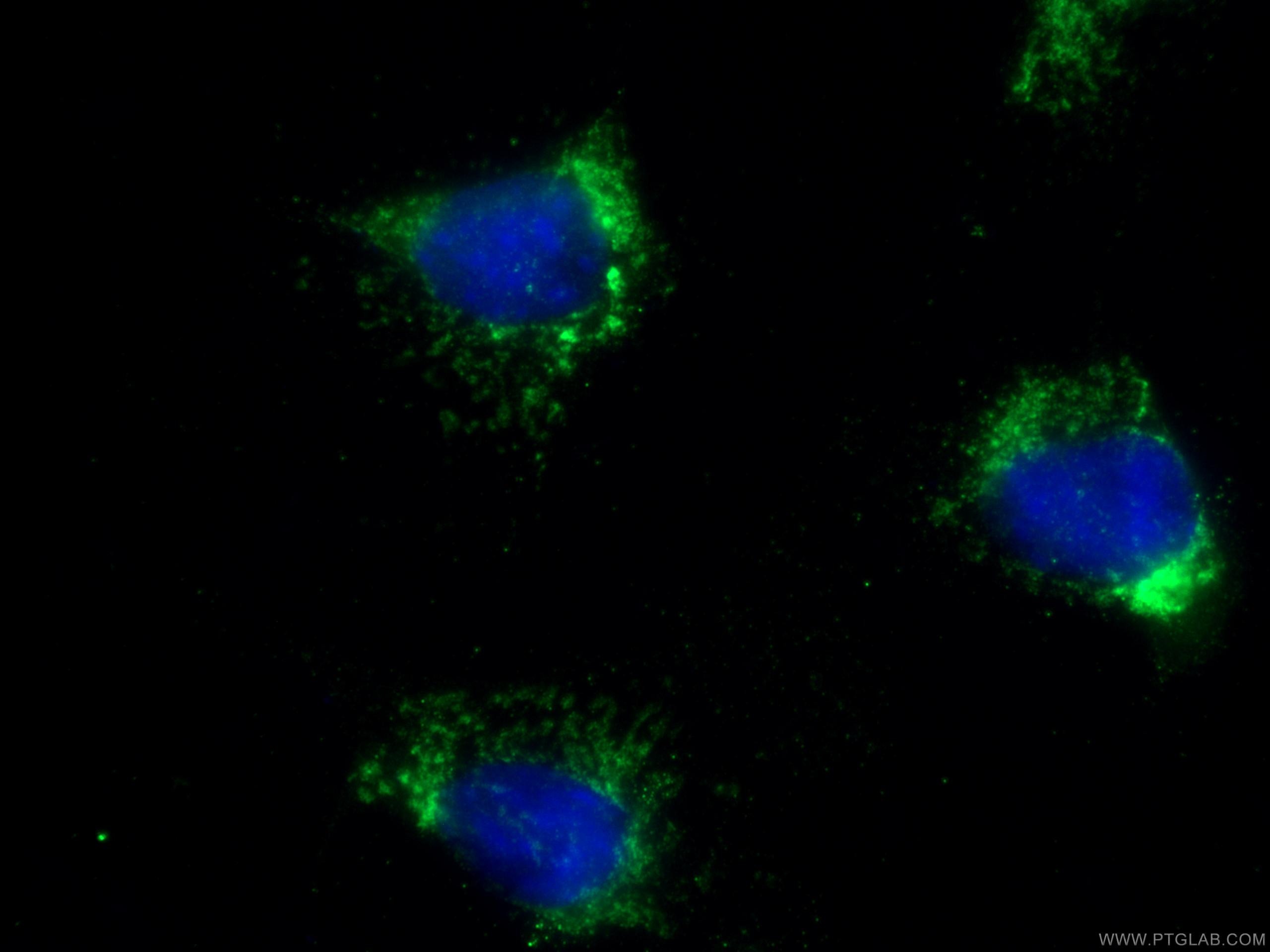 Immunofluorescence (IF) / fluorescent staining of NIH/3T3 cells using COX7A2 Polyclonal antibody (18122-1-AP)