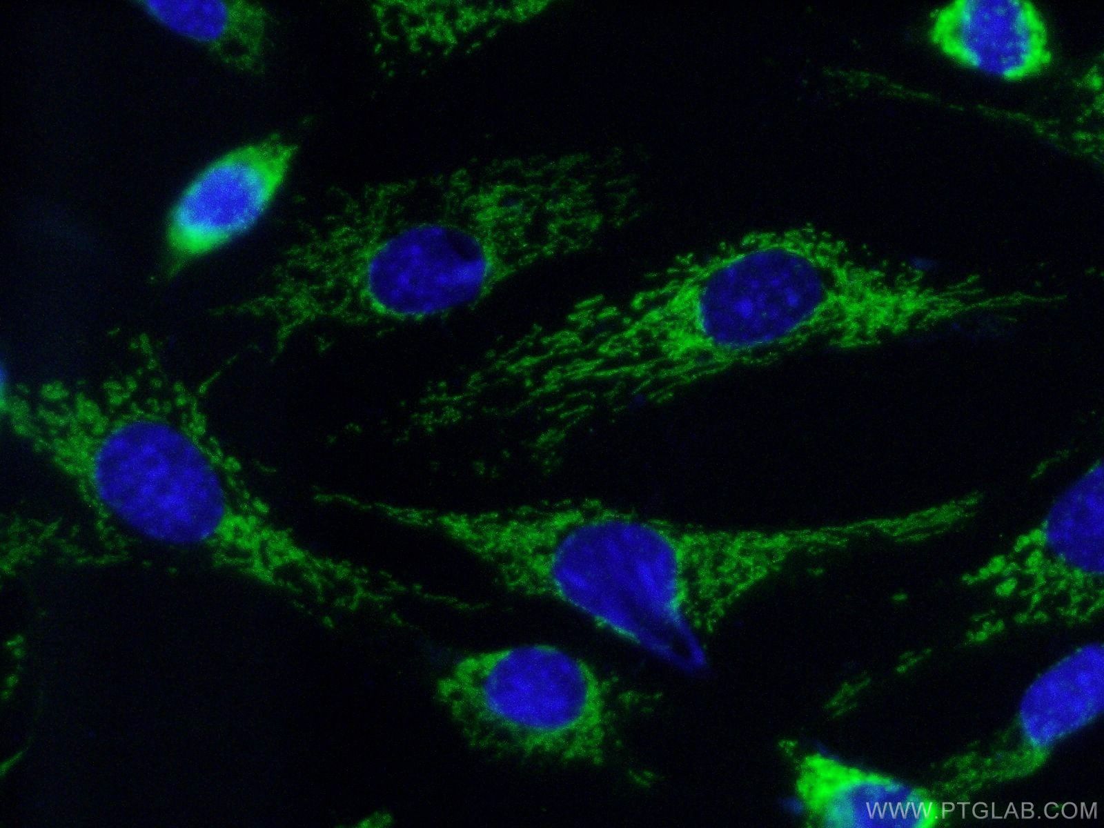 Immunofluorescence (IF) / fluorescent staining of NIH/3T3 cells using COX7A2 Polyclonal antibody (18122-1-AP)