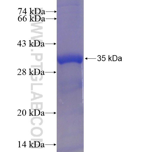 COX7A2 fusion protein Ag12668 SDS-PAGE