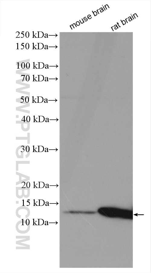 Western Blot (WB) analysis of various lysates using COX7A2L Polyclonal antibody (11416-1-AP)