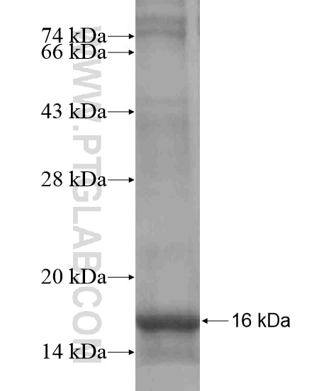 COX7A2L fusion protein Ag18768 SDS-PAGE