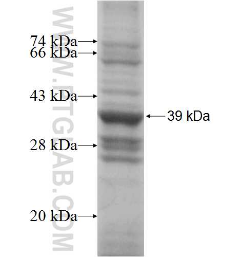 COX7A2L fusion protein Ag1980 SDS-PAGE