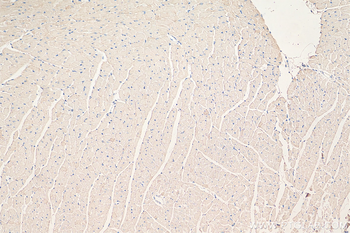 Immunohistochemistry (IHC) staining of mouse heart tissue using COX7B Polyclonal antibody (11417-2-AP)