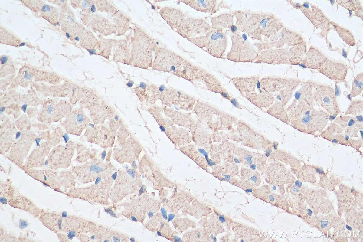 Immunohistochemistry (IHC) staining of mouse heart tissue using COX7B Polyclonal antibody (11417-2-AP)